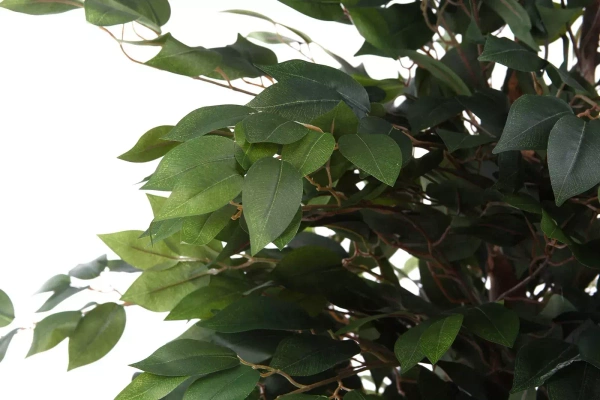 Sztuczny wysoki Fikus Benjamina 210-220 cm naturalny drewniany pień