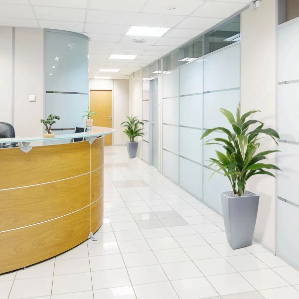 Sztuczna Dracena variegata 80 cm