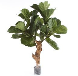 Sztuczny Fikus Lyrata dębolistny 110 cm pień drewniany