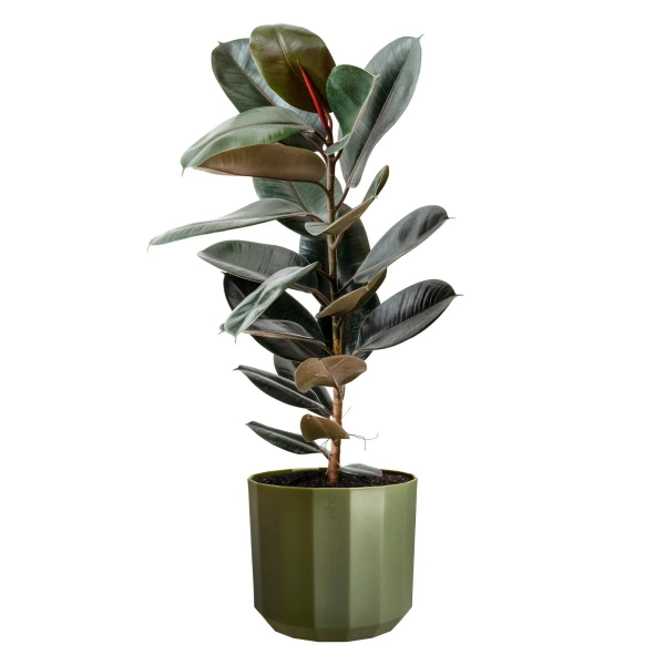 Facet 19 zielona osłonka Elho