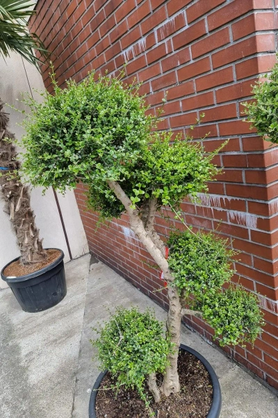 Drzewko oliwne sylvestris bonsai 190 cm