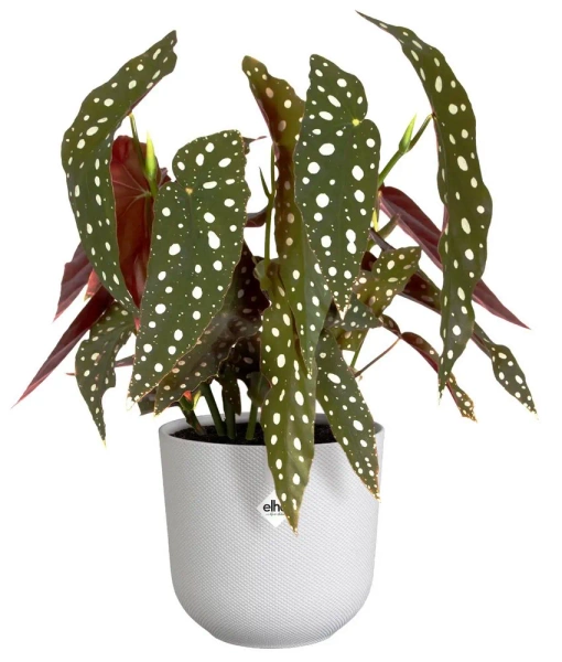 Jazz Elho 23 designerska osłonka biała silky white