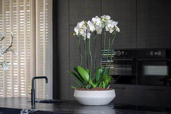 Madu L 45/16 kamienna misa na bonsai gliniana clay washed