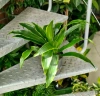 Dracena arturo MK13/12 w hydroponice