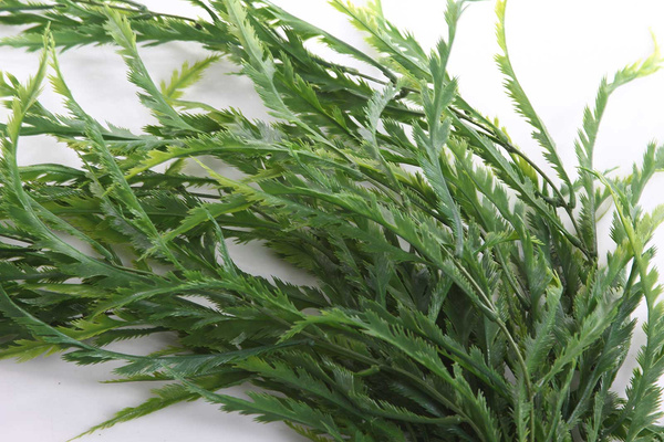 Sztuczne pnącze Asplenium Języcznik 100 cm