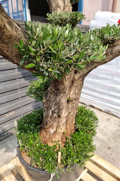 Drzewko oliwne bonsai rozgałęzione Olea europaea 195-210 cm