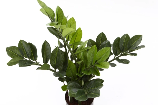 Sztuczny Zamiokulkas niski 55 cm