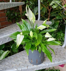 Skrzydłokwiat Bellini w hydroponice 30 cm MK13/12