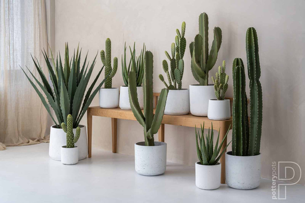 Patt M 16,5/14 osłonka kamienna złota