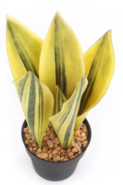 Sztuczna Sansewieria 30 cm żółto-zielona