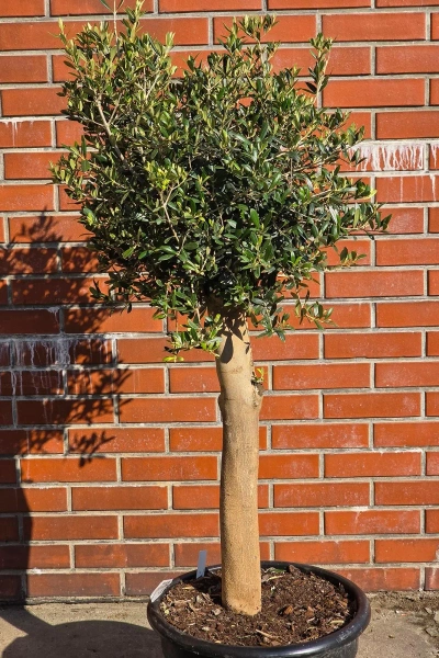 Drzewko oliwne 165 cm