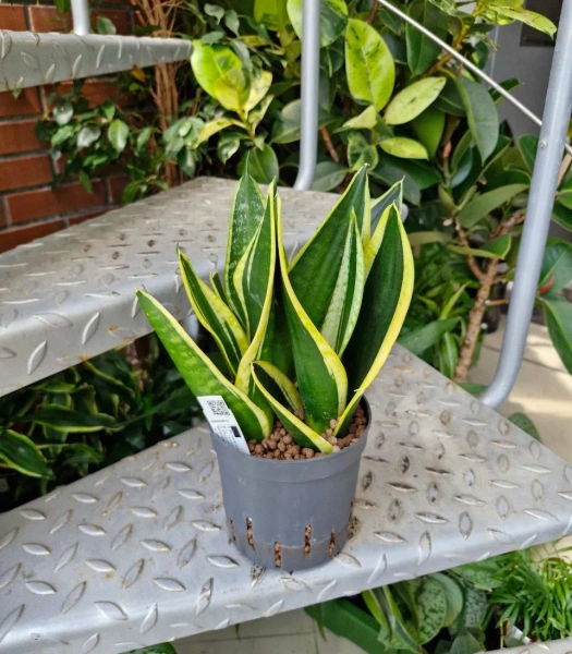 Sansevieria super flame w hydroponice 30 cm MK13/12