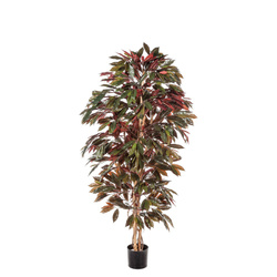 Sztuczny Fikus Capensia czerwonolistny 180 cm