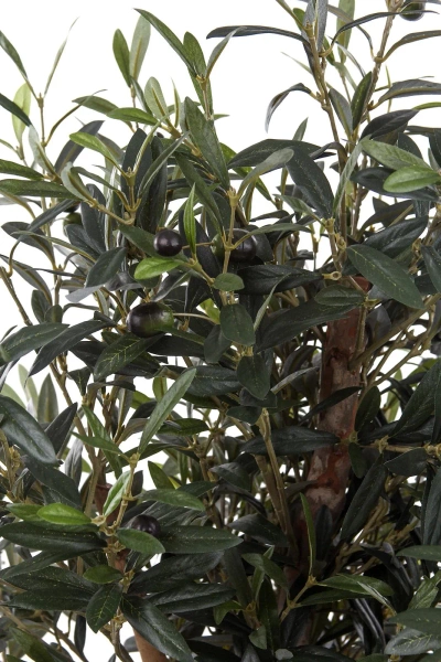 Sztuczna Oliwka 150 cm drewniany rozgałęziony pień