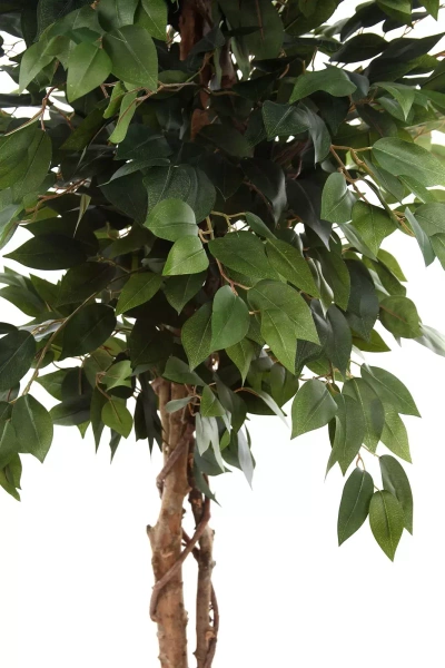 Sztuczny Fikus Benjamina na drewnianym pniu 150-170 cm