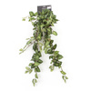 Sztuczna Fittonia Fitonia wisząca pnącze 80 cm