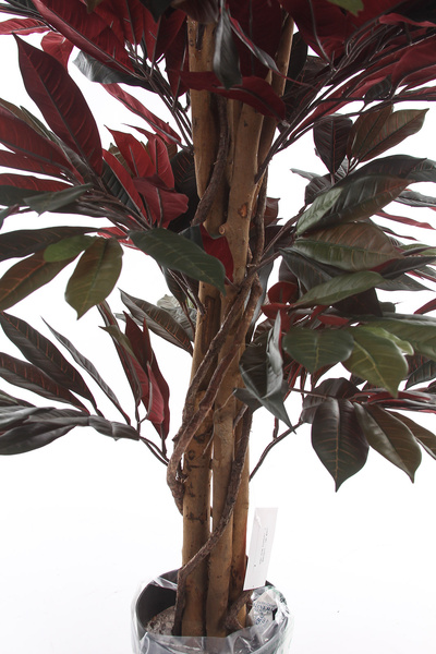 Sztuczny Fikus Capensia czerwonolistny 210 cm