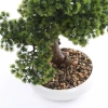 Sztuczny bonsai cryptomeria japonicai 37 cm w białej niskiej doniczce