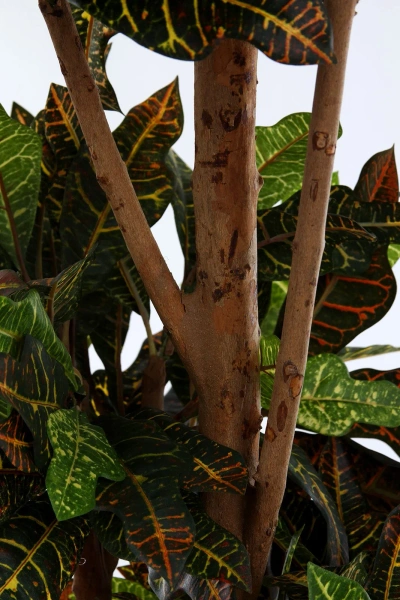 Sztuczny Kroton Bonsai deluxe 175 cm