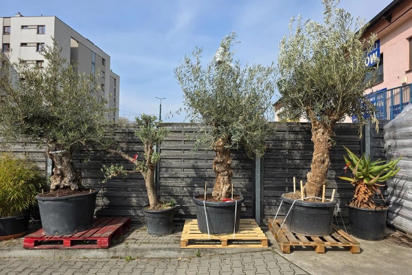 Oliwka europejska Olea europaea 165 cm