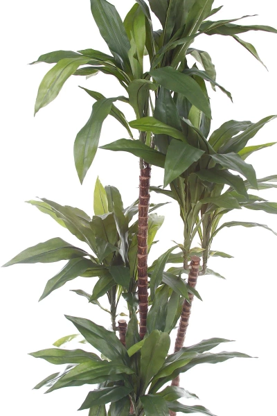 Sztuczna dracena fragrans 150 cm 81 liści drewniany pień