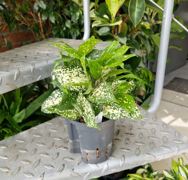 Dracena godseffiana 30 cm MK13/12 w hydroponice