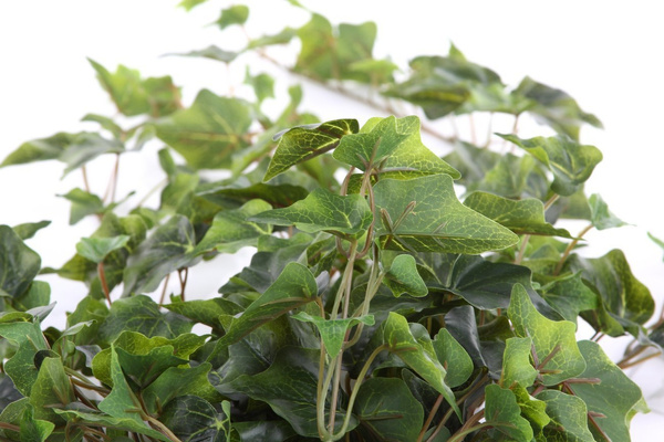 Sztuczny Bluszcz zielony pnącze 100 cm