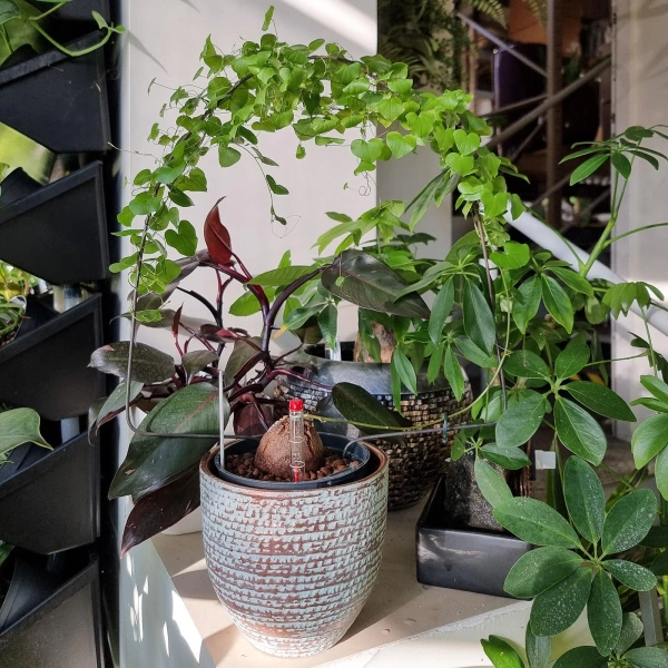 Carrie 16/14 osłonka ceramiczna miedziana