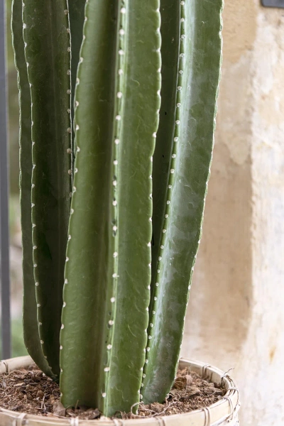 Sztuczny Kaktus San Pedro XL 100 cm