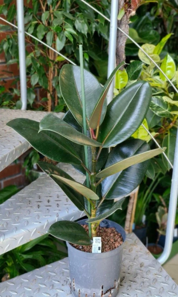 Fikus sprężysty elastica abidjan 70 cm MK18/19