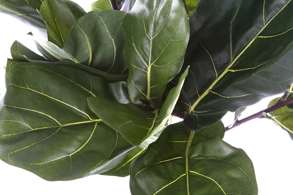 Sztuczny Fikus Lyrata dębolistny 110 cm pień drewniany