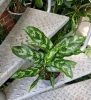 Aglaonema maria 35 cm MK13/12 w hydroponice
