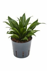 Dracena wonna compacta MK13/12