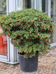 Enkiant dzwonkowaty Enkianthus campanulatus Ball 110 cm d60