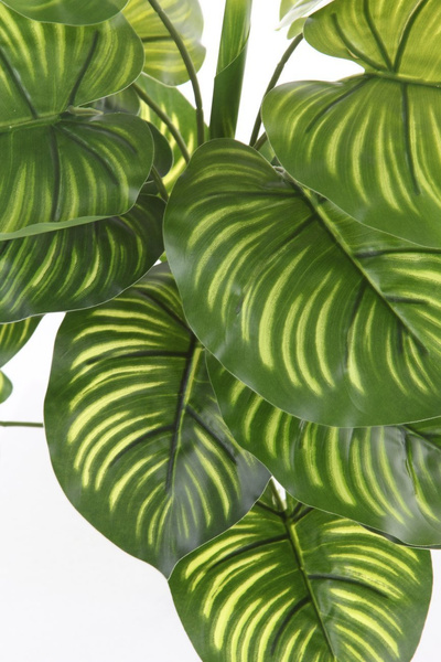 Sztuczna Kalatea Calathea bush x22 45 cm