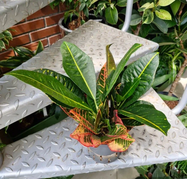 Kroton variegatum petra 35 cm w hydroponice MK13/12 wielobarwny