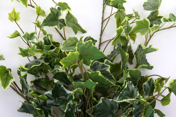 Sztuczny Bluszcz wiszący pnącze busz 70 cm zielonobiały