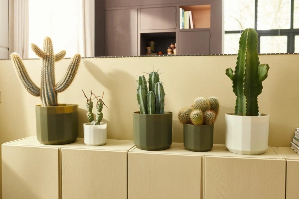 Facet 14 osłonka geometryczna zielona herbata tea green