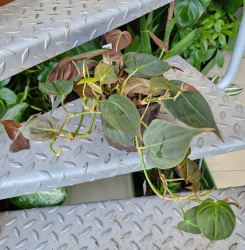 Filodendron Micans w hydroponice MK13/12