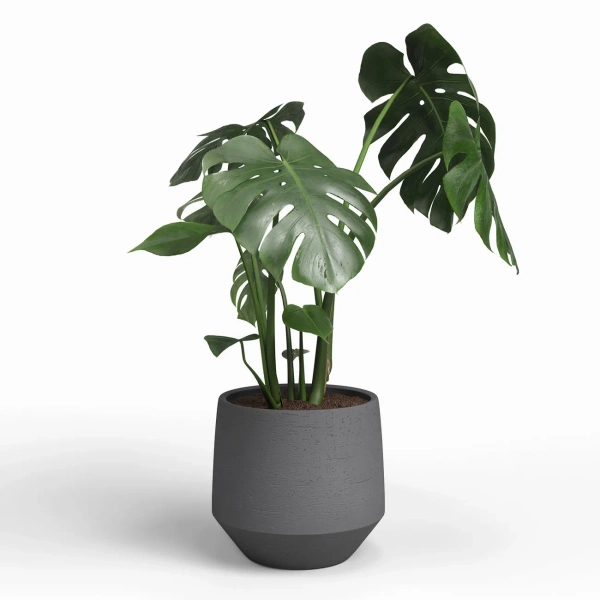 Venus 23/22 ceramicna osłonka antracytowa