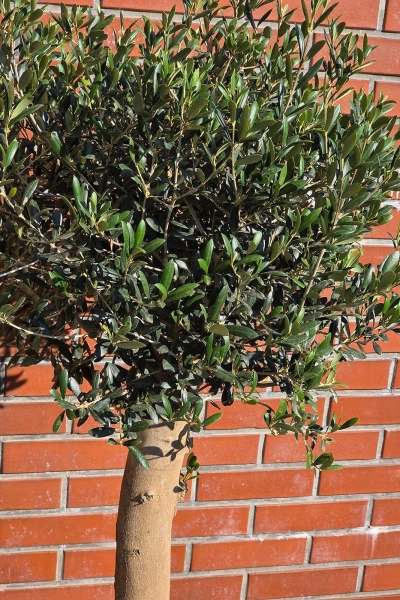 Oryginalne drzewko oliwne na grubym pniu 165 cm
