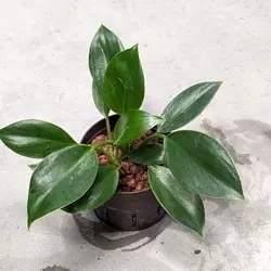 Filodendron 15 cm MK9/7