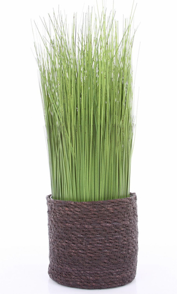 ATLANTIC 12/12 naturalna osłonka z trawy morskiej ciemnobrązowa