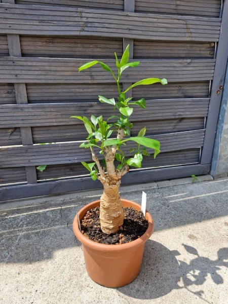 Baobab adonsonia 60 cm roślina kolekcjonerska