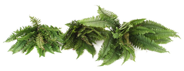 Sztuczna Paprotka Boston 75 cm 34 liście