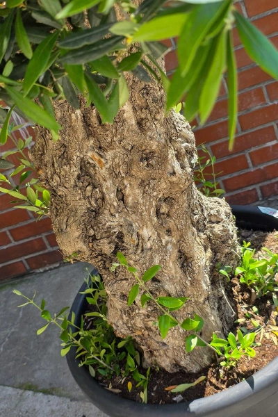 Olea europaea drzewko oliwne 180 cm