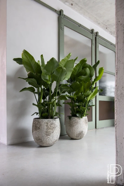 Gillard S 45/45 kulista osłonka naturalna biel cesarska imperial white