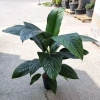 Spathiphyllum sensation 75 cm MK22/19