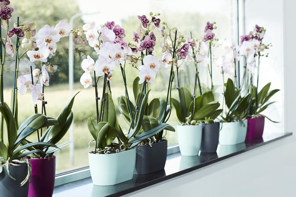 BRUSSELS ORCHID DUO 25 doniczka na storczyki delikatny zielony / soft green