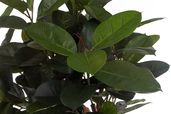 Sztuczne drzewko Fikus Elastica 155 cm 141 liści drewniany pień